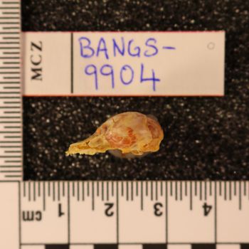 Media type: image;   Mammalogy BANGS-9913 Description: Image of skeleton specimen - lateral view. lateral view of skull.;